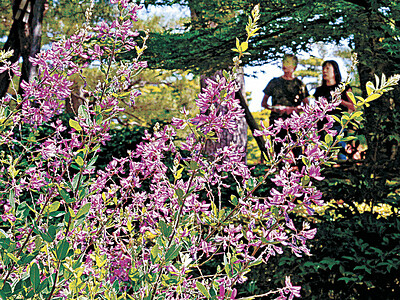 兼六園「夏ハギ」が彩る　かれんな花弁に観光客見入る