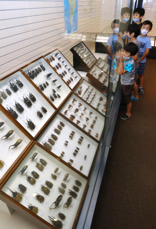 角や牙を持つ昆虫の標本に見入る子どもたち＝１１日、長岡市の市科学博物館
