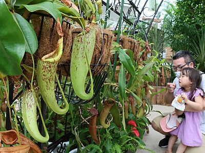 「肉食系」200鉢集結　新潟県立植物園で食虫植物展