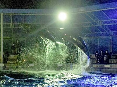 イルカたち、夜空へジャンプ　福井県の越前松島水族館でナイトショー
