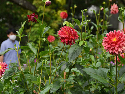 ダリア、蓼科を彩る　茅野の英国式庭園70種4000株