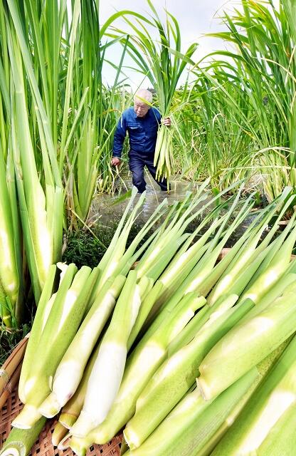 収穫の最盛期を迎えているマコモタケ＝１０月６日、福井県越前町赤井谷