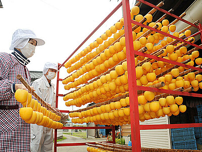 あんぽ柿の生産本格化　南砺市福光地域