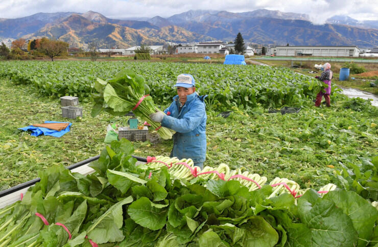 寒空の下で行われた野沢菜の収穫作業。山にはうっすら雪が積もっていた＝１０日午前１０時３５分、飯山市野坂田