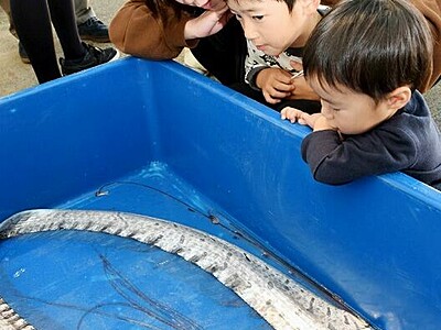 きらきら輝く「深海の使者」見て　福井県の越前松島水族館　11月23日頃まで