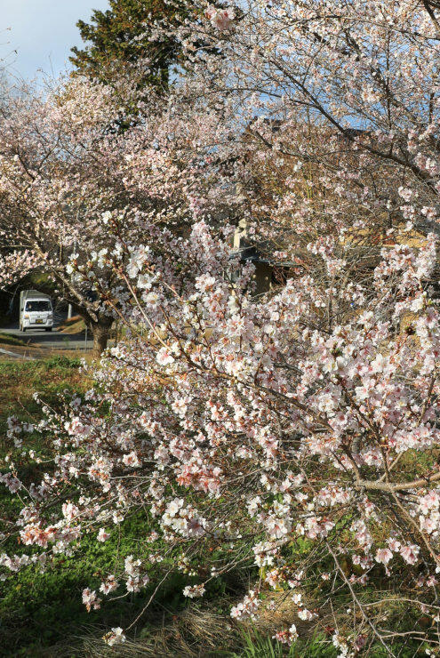 晩秋の陽光を浴びて咲き誇る四季桜＝２６日、飯田市千栄