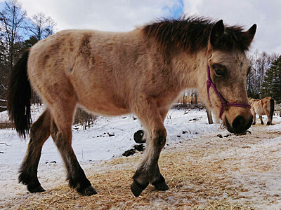 木曽馬の子馬に命名「雪風」　開田高原で３月誕生