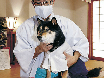 波自加彌神社柴犬「宗二郎」　勤続８年袴紫に昇級