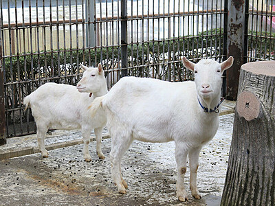 シバヤギ２頭こんにちは　高岡古城公園動物園