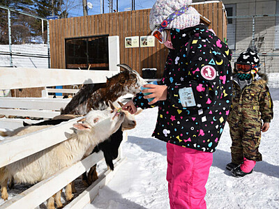 雪の中、動物と触れ合い　白樺湖畔のスキー場