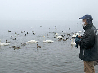 諏訪湖、にぎやかな冬　コハクチョウ５季ぶり１００羽超