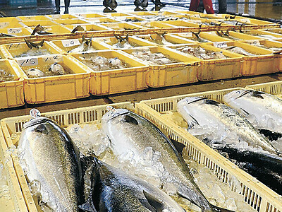のと寒ぶり豊漁１００３本　石川県漁協能都、今季の認定修了