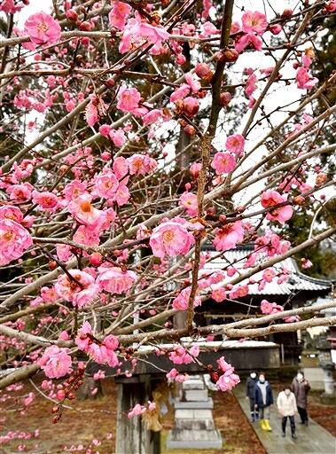 境内を彩る紅梅＝２月３日、福井県福井市篠尾町の北野神社