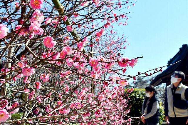 満開となった寒紅梅＝２月２２日、福井県敦賀市の常宮神社
