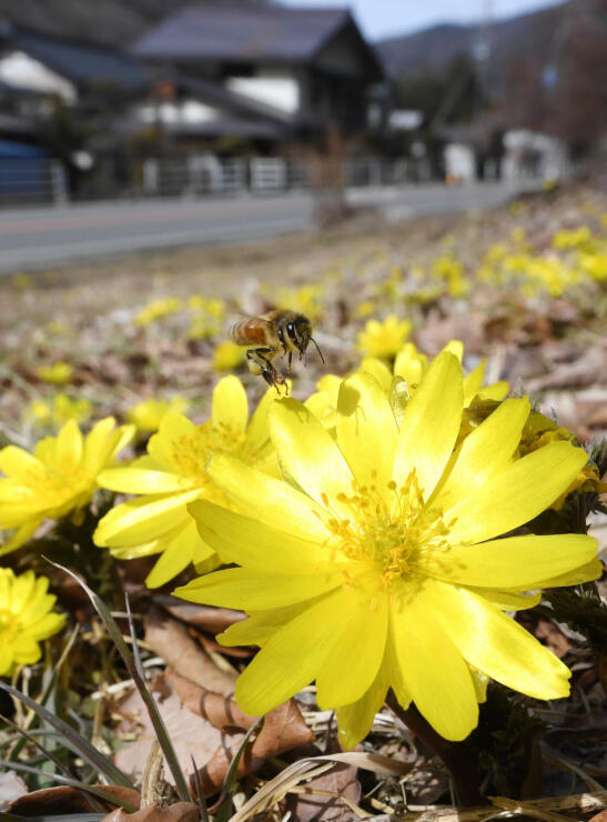 フクジュソウの花から花へと飛び回るミツバチ＝１日、木祖村菅