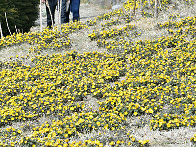 黄色のじゅうたん、足元に春の訪れ　諏訪の城山福寿草園