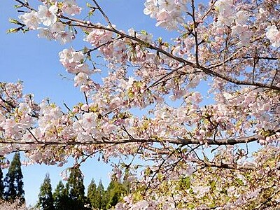里山に春の装い　ヒガンザクラ開花　福井県小浜市の飯盛寺