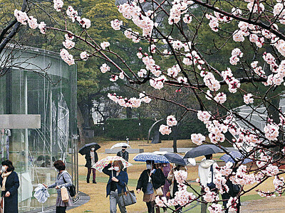 春の雨、アンズしっとり　２１世紀美術館