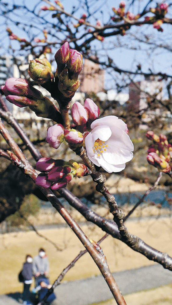 開花 ソメイヨシノ 桜開花・見頃予想2022年、3月末は西日本・東日本で満開ラッシュに ｜
