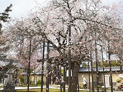 珍しい品種のしだれ桜「花筐」、越前市で見頃　城福寺、３月中に満開に