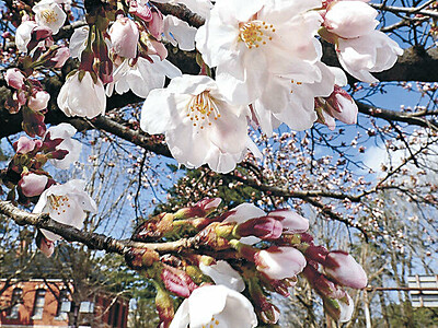 桜、晴れやかに　金沢で咲き始め