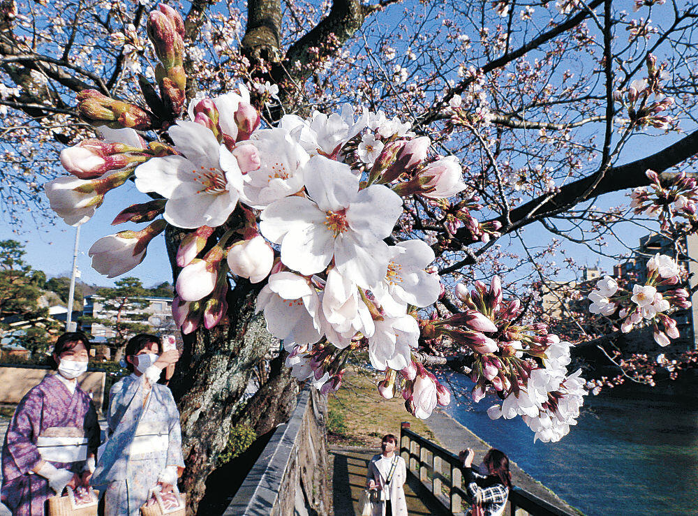 青空の下、かれんな花を咲かせたソメイヨシノ＝金沢市東山１丁目の浅野川沿い
