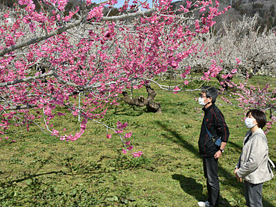 「ろうかく梅園」紅白咲き競う　長野・信州新町