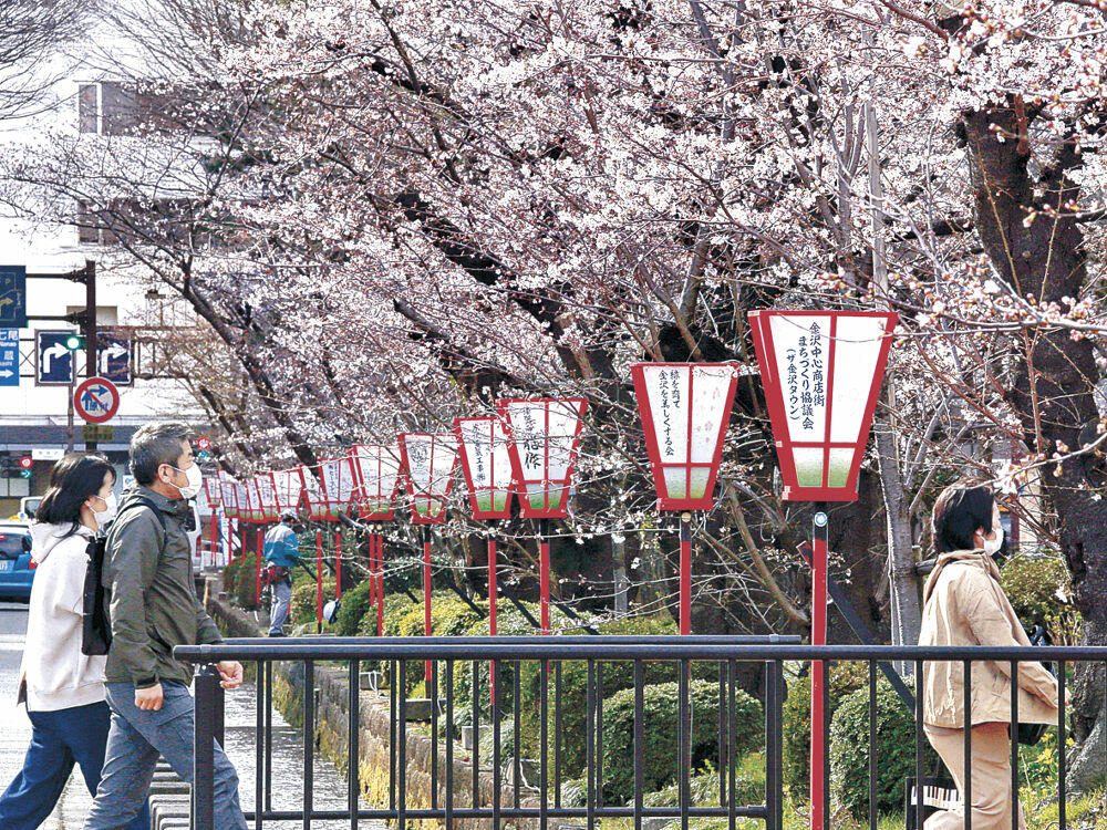 桜並木沿いに設置された花見ぼんぼり＝金沢市広坂１丁目