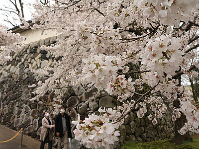 富山で桜満開　観測史上最も早く