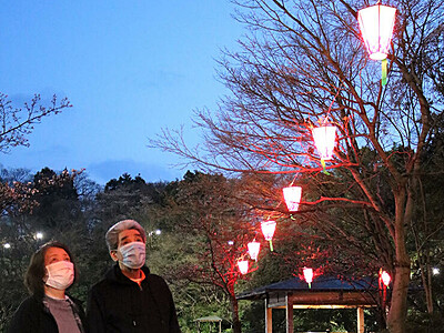 きれいな夜桜見に来て　高岡古城公園にぼんぼり設置