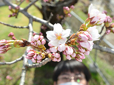 長野、桜ほころぶ暖かさ　最も早い開花発表