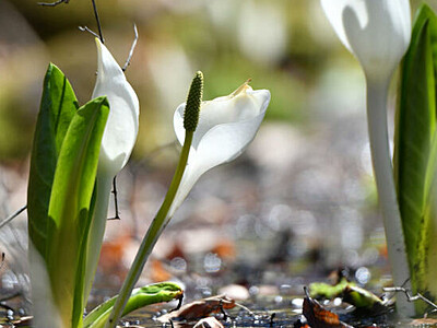 真っ白、満ちる春の光　茅野・岳麓公園