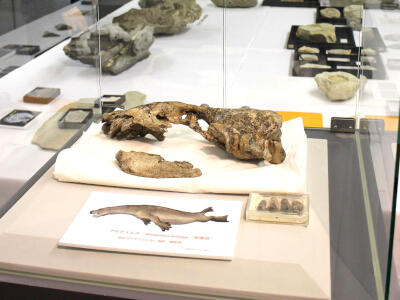 太古の島 息吹感じて　佐渡博物館 「大化石展」開催