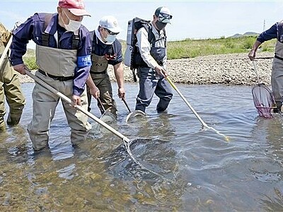 アユ大量遡上を確認　福井県鯖江市の日野川で漁協調査