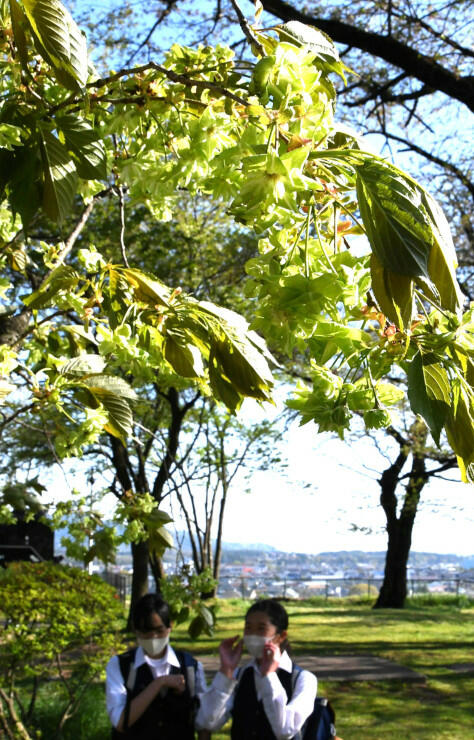伊那市の伊那公園で薄緑色の花を咲かせる「御衣黄」＝２１日