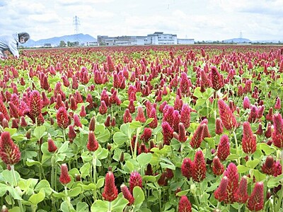 田んぼ　一面の赤　クリムソンクローバー咲く　福井県福井市