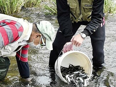 稚アユ活き良し、真名川へ放流　釣り解禁は6月19日　福井県の大野市漁協