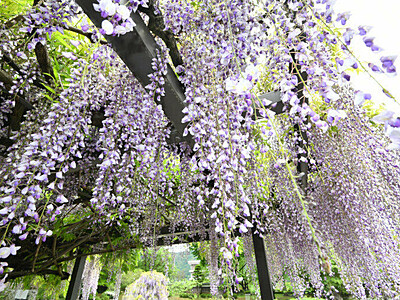 樹齢140年、しっとりと　諏訪・高島公園のフジ