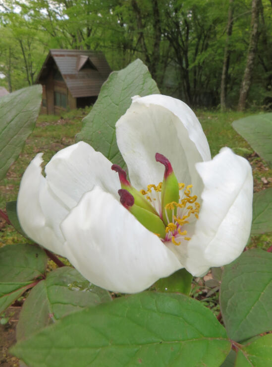 純白の花を咲かせたヤマシャクヤク＝２５日、根羽村