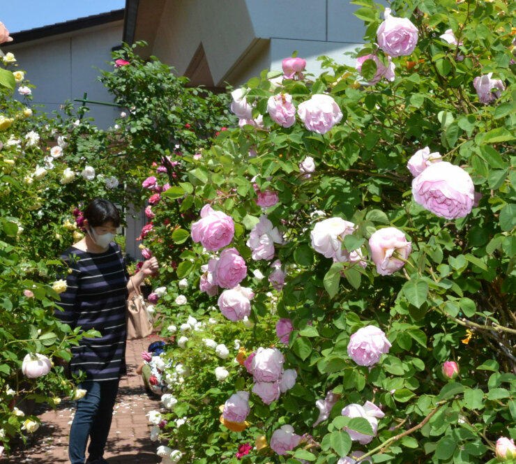 色とりどりのバラが咲く東御市文化会館