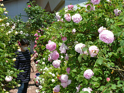 咲き乱れるバラ450種500株　東御市文化会館で「フェア」