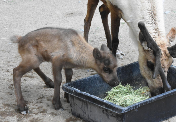須坂市動物園で初めて生まれたトナカイの赤ちゃん（左）