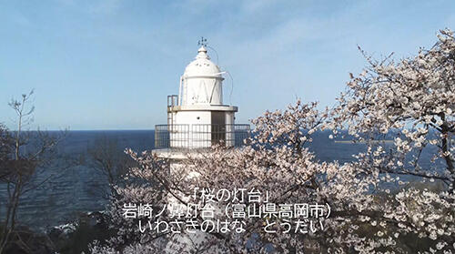 ＤＶＤに収録された灯台と桜の映像