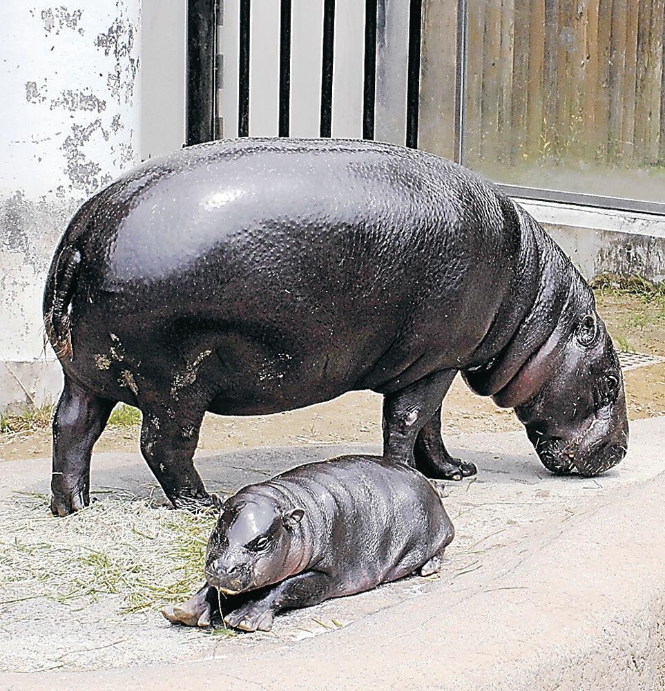展示が始まったコビトカバの赤ちゃん＝能美市のいしかわ動物園