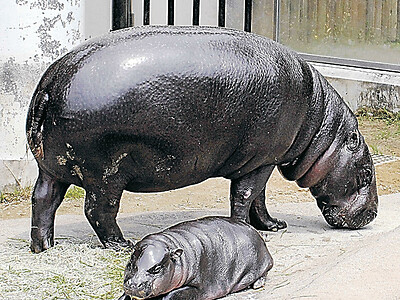コビトカバの赤ちゃん公開始まる　いしかわ動物園