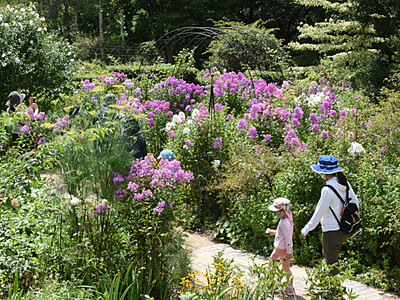 香る夏の花々、涼しい朝に　茅野の英国式庭園