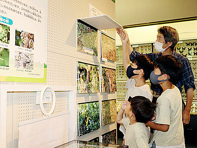 昆虫採集の楽しさ体験　富山市科学博物館