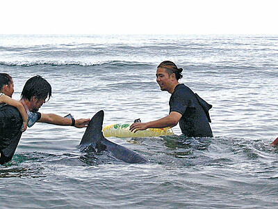 口コミで人気、イルカの円ちゃんが柴垣海岸でサーファーと戯れ　コロナ下の癒やしに