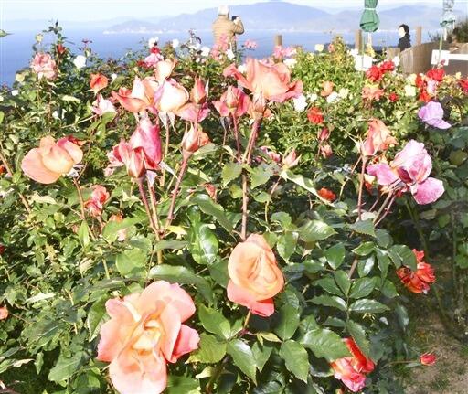 色鮮やかに咲き誇るバラ＝１０月２９日、レインボーライン山頂公園