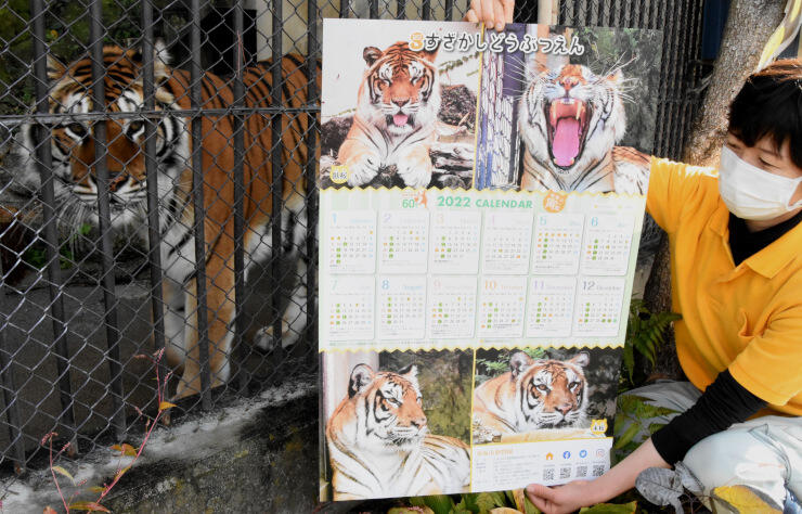 ベンガルトラの兄妹の写真を載せた須坂市動物園の来年用カレンダー